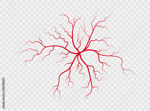 Human veins and arteries. Red branching spider-shaped blood vessels and capillaries. Vector illustration isolated on transparent background.