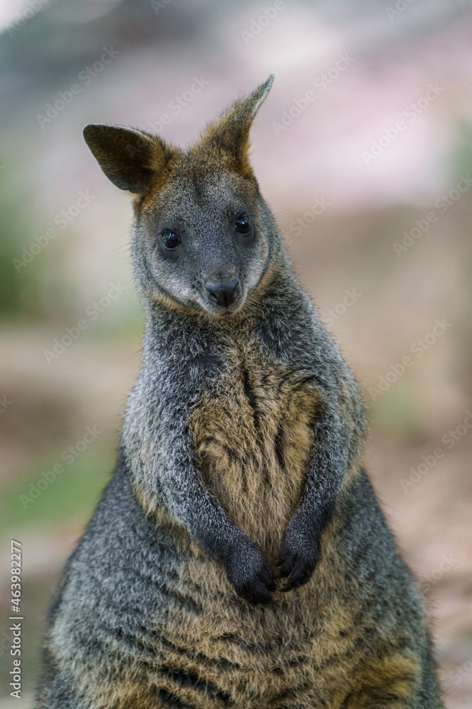 Swamp Wallaby, Wallabia bicolor. Known as the black wallaby Swamp Wallaby, Wallabia bicolor. Known as the black wallaby