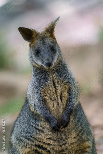 Swamp Wallaby, Wallabia bicolor. Known as the black wallaby © Lubos Chlubny