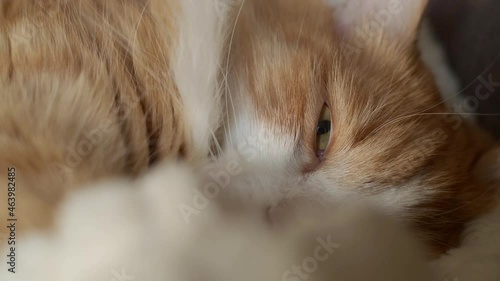 Close-up of the muzzle of a red cat with an open eye, stretching and sleeping on a white blanket. Happy carefree pet