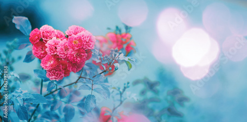 Beautiful bright blooming bush rose in the shape of heart on a blurred turquoise background with white-pink bokeh. Super wide format.
