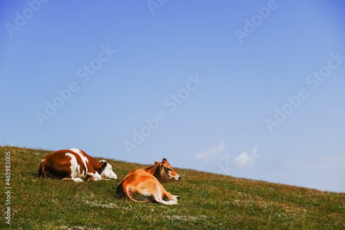 two cows lying and looking on a mountain with blue sky
