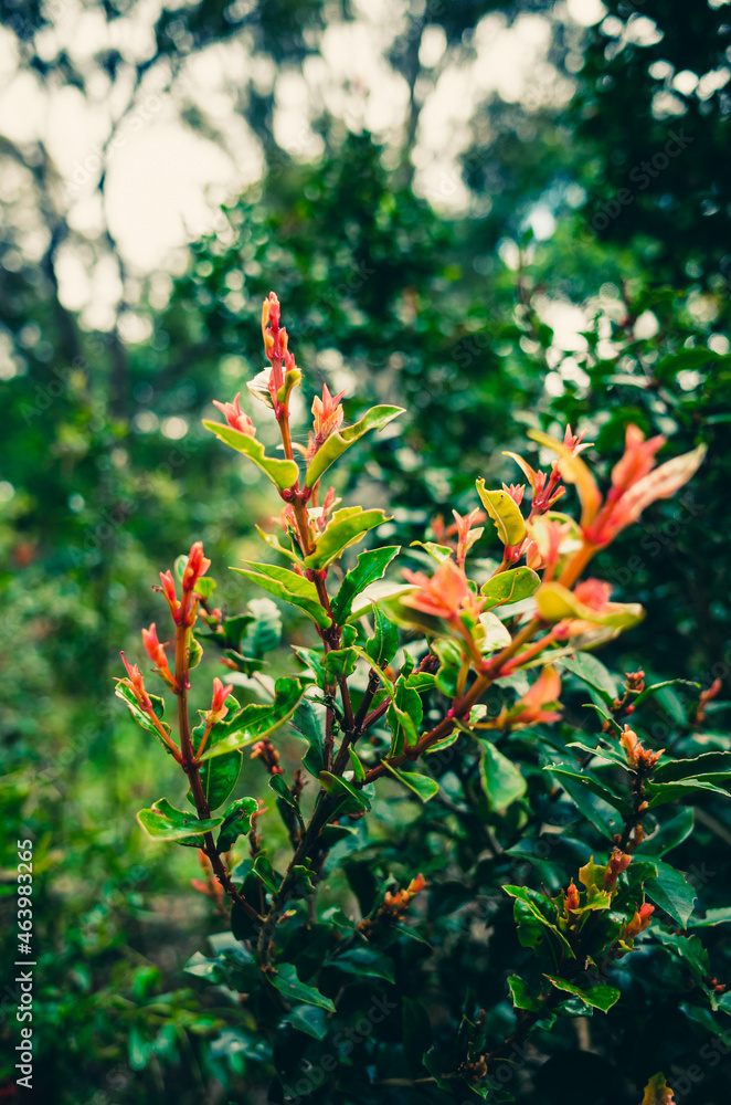 Plant leaves