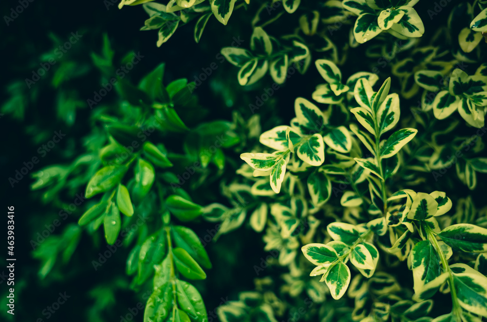 Obraz premium Green foliage