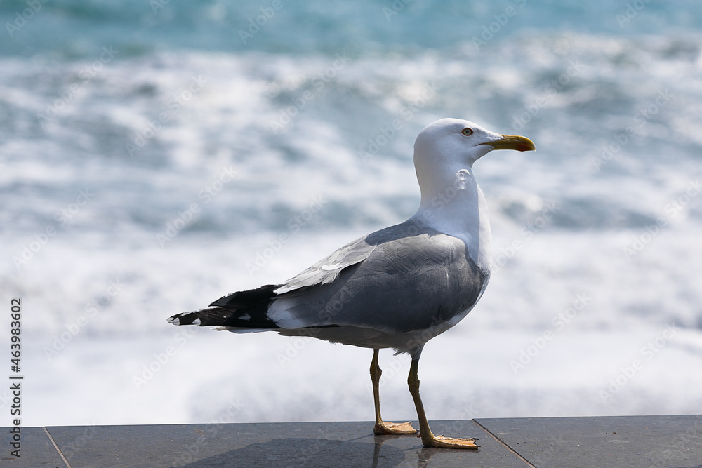 Obraz premium Seagull on the beach in summer. On the ocean shore. The sea and the seagull. Sea bird.