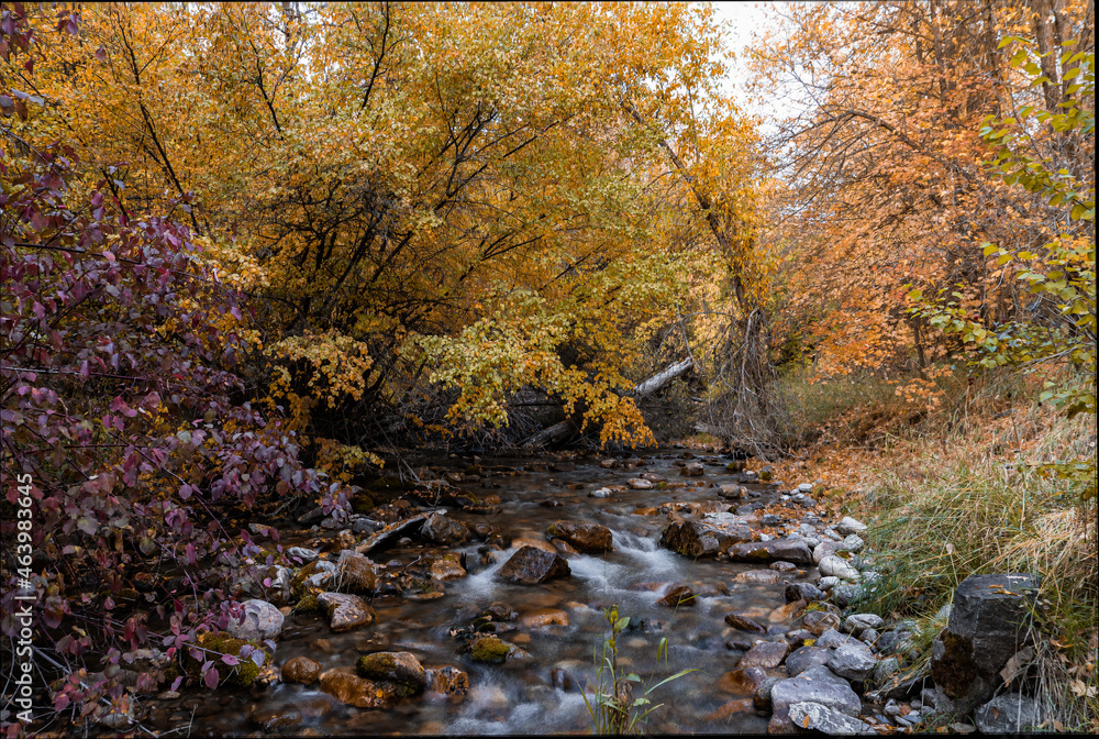 autumn in the forest autumn in the forest