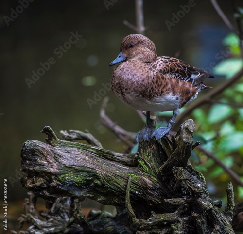 Closeup shot of the Eurasian wigeon (Mareca penelope) standing on the tree trunk photo