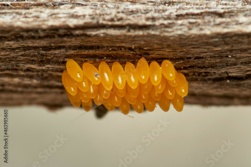 Photography clutch of ladybug eggs