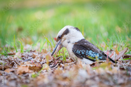A kookaburra fossicking through leaf litter on the ground photo