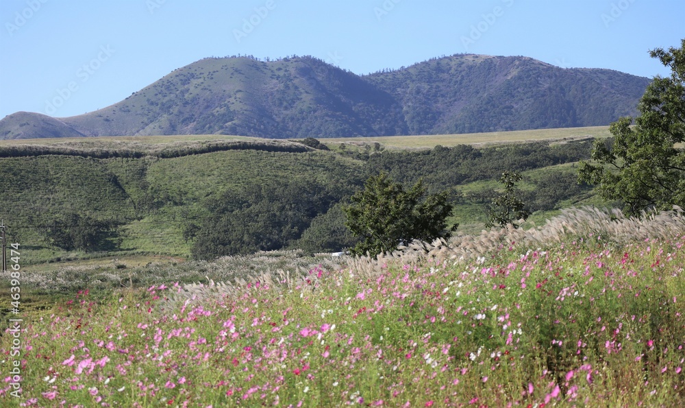 Fototapeta premium wildflowers in the mountains