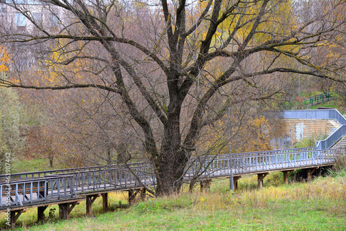 Photography Old willow tree in Schoolchildren park in autumn, Moscow, Russia