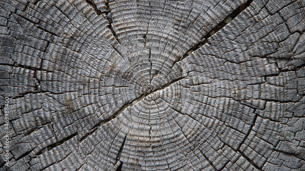 Fototapeta premium cross section of tree trunk
