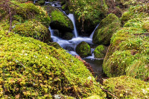 Mountain stream flows through mossy rocks. Small mountain stream and waterfall surrounded by moss. 