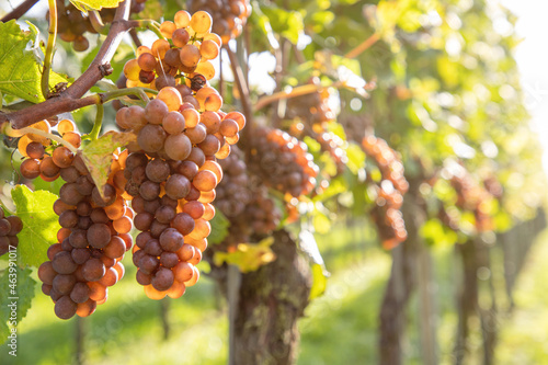 red grapes on vine under sun light