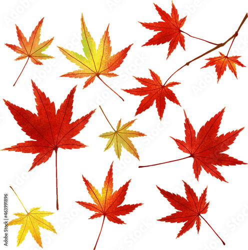 A set of green, yellow, orange and red maple leaves. Botanical illustration of a vector with a watercolor texture. Autumn decorative elements on transparent background.