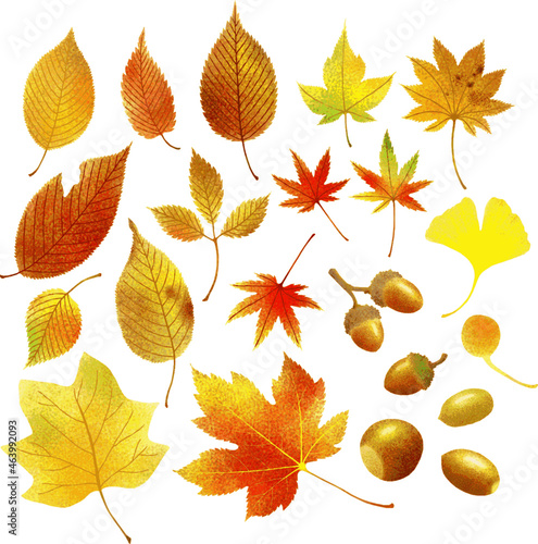 A set of acorn and green, yellow, orange, red and brown fallen leaves. Botanical illustration of a vector with a watercolor  texture. Autumn decorative elements on transparent background. 