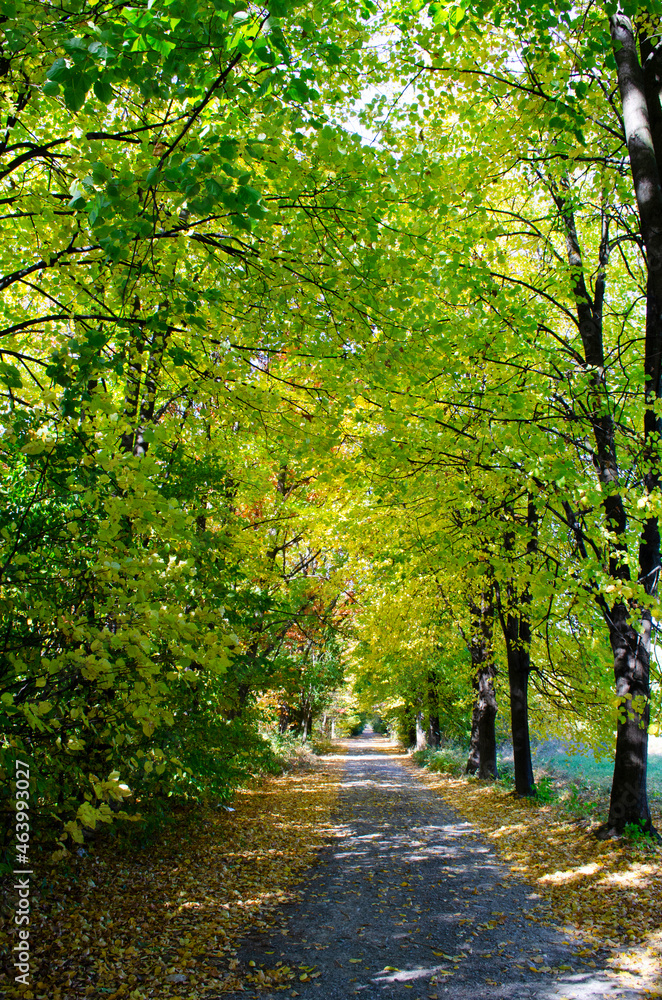 Autumn forest scenery with rays of warm light illumining the gold foliage Autumn forest scenery with rays of warm light illumining the gold foliage