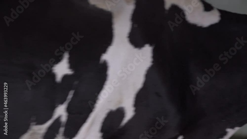 Chewing cow head with digital collar on the neck. Milk and Meat Industry.