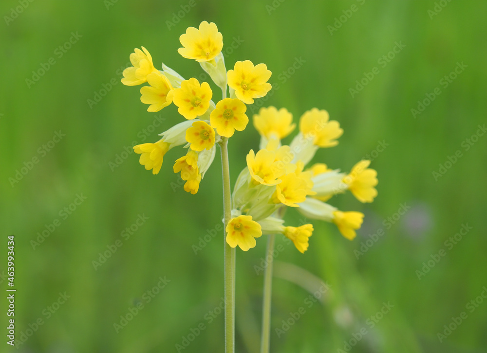 Yellow flowers of cowslip primrose in spring, Primula veris Yellow flowers of cowslip primrose in spring, Primula veris