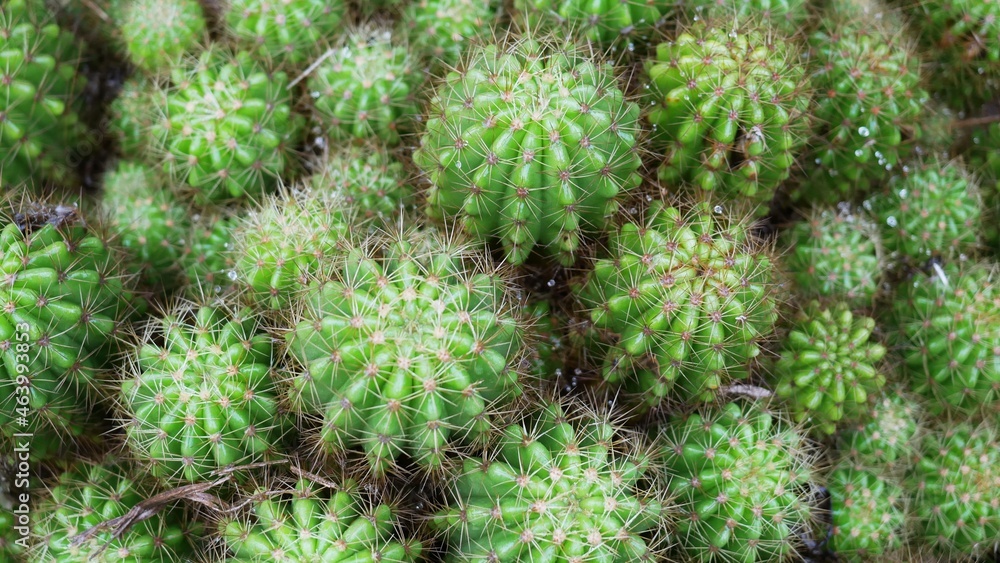 Close-up of thorn catus, background of thorny catus. Close-up of thorn catus, background of thorny catus.