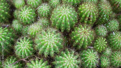 Close-up of thorn catus, background of thorny catus.