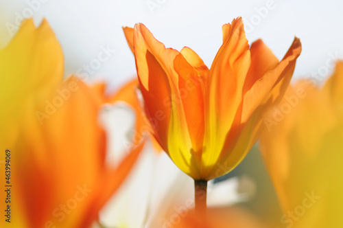 Tulpen mit transparenten Bl  ten