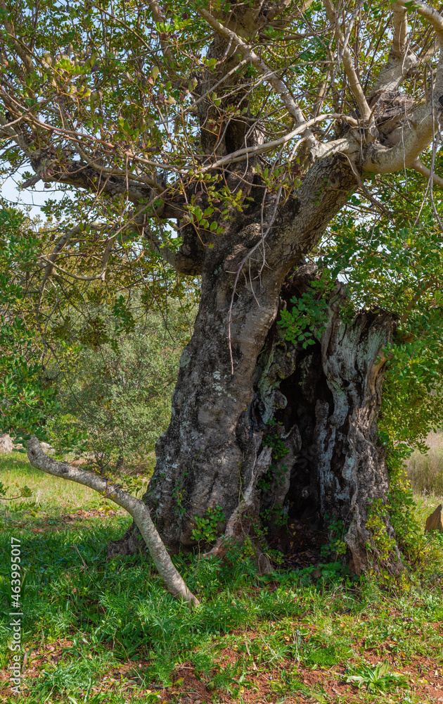 Fototapeta premium A very old olive tree near Lule in the Algarve, Portugal.