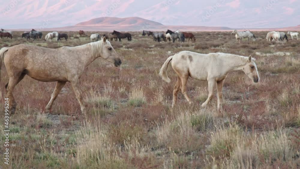 Onaqui wild horse heard in the Utah desert during sunset flowing horses moving across the land. Onaqui wild horse heard in the Utah desert during sunset flowing horses moving across the land.