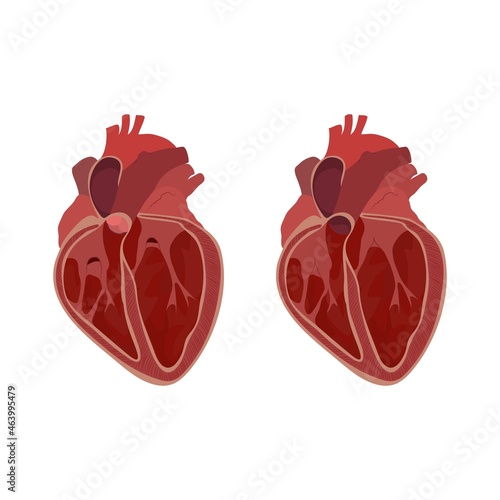 Internal structure of the heart, illustration photo