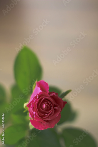 Still Life. Womans or Mothers Day  Valentines day greeting card. Beautiful red rose. 