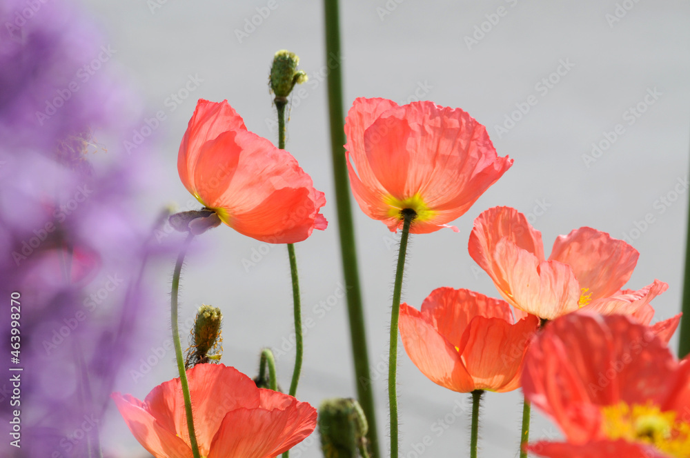 Fototapeta premium Islandmohn