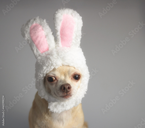 healthy brown  short hair chihuahua dog  wearing rabbit ears  costume sitting on gray background   and looking at camera  isolated.