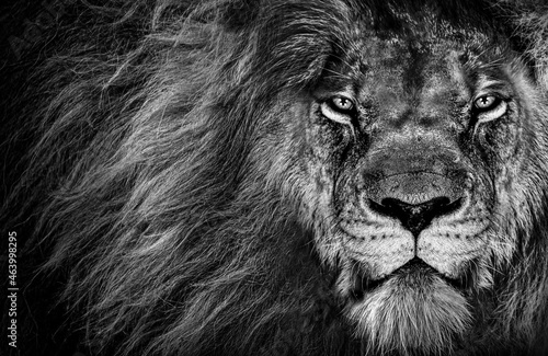 Lion , king isolated , Portrait Wildlife animal