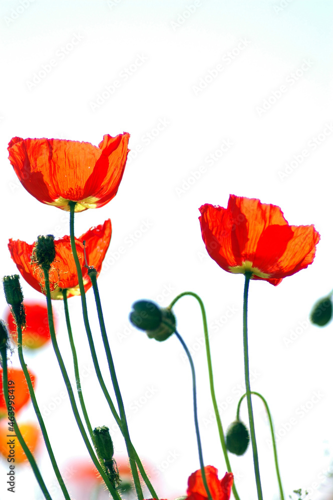 Naklejka premium Islandmohn