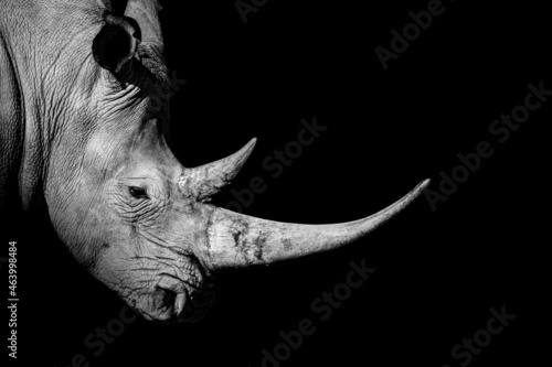 Rhinoceros , animal mammal Rhino , isolated photo