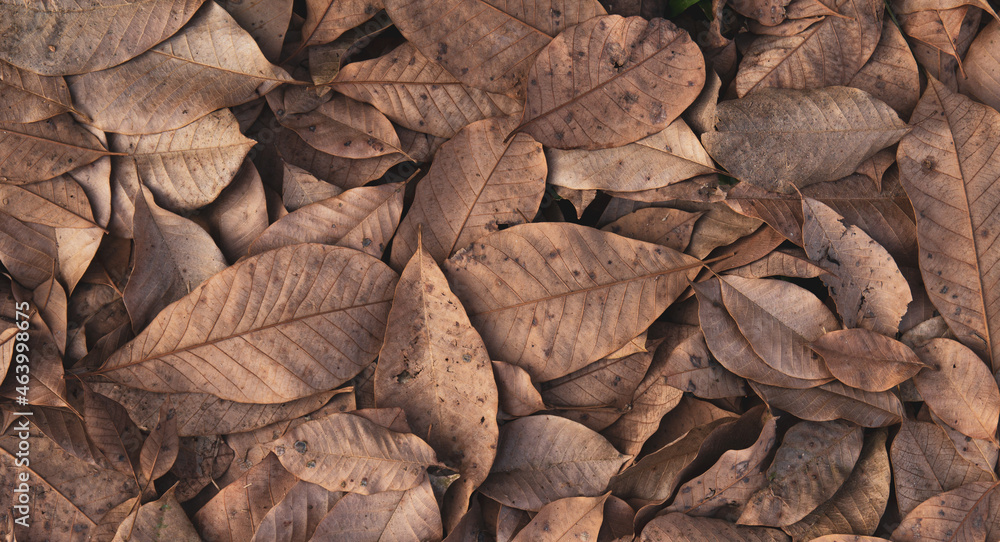 Dry autumn leaves on floor background Dry autumn leaves on floor background