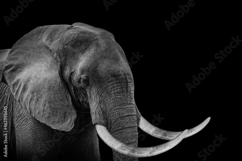 Elephant isolated black white , animal wildlife