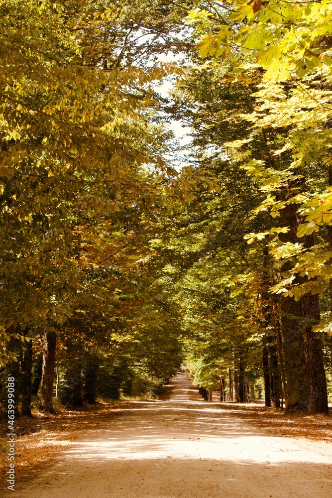 Naklejka premium Long empty dirt road surrounded by trees on a sunny fall day.