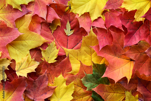 Beautiful autumn background of yellow and red maple leaves. Natural decor. Flat layout with top view. Copy space