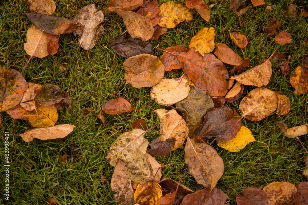 Autumn foliage on the grass in the park Autumn foliage on the grass in the park
