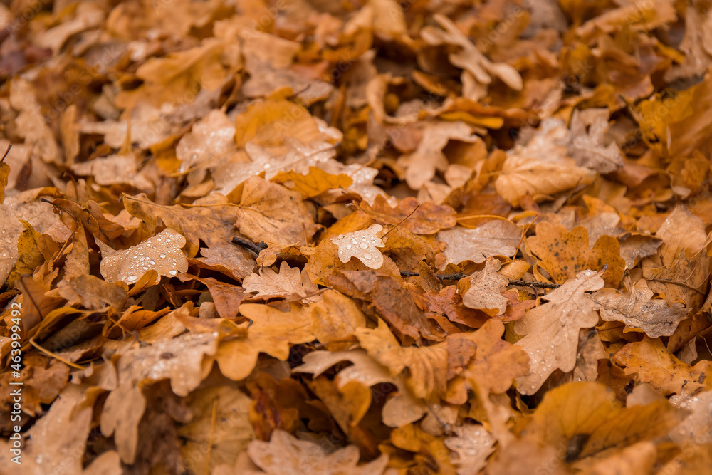 A pile of oak leaves in the autumn park A pile of oak leaves in the autumn park