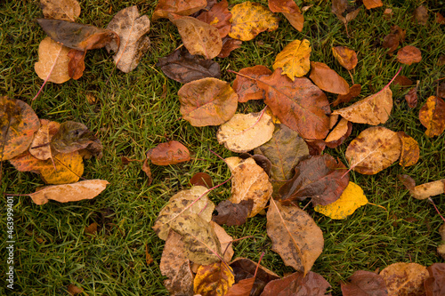 Autumn foliage on the grass in the park