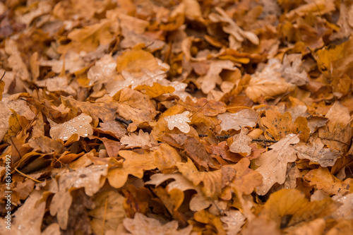 A pile of oak leaves in the autumn park