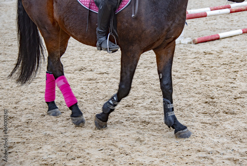 Close-up of the horse's hooves and legs .