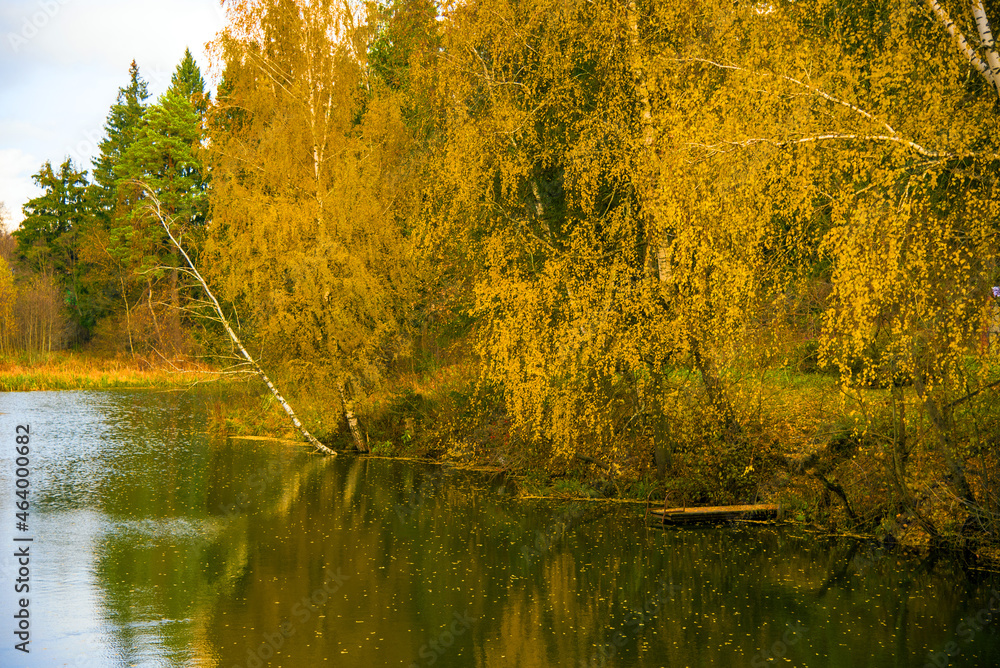 Autumn landscape with yellow birches leaning over a pond.