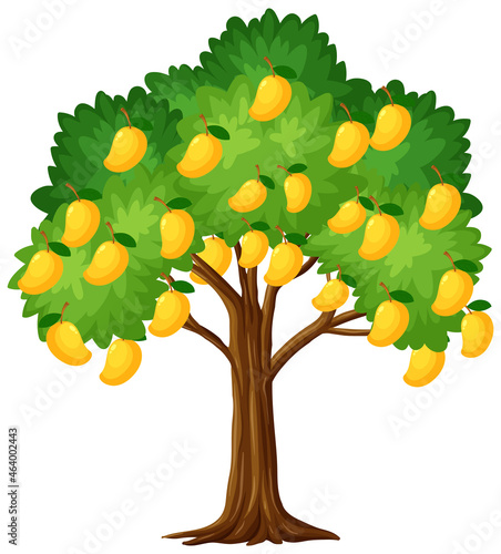 Yellow mango tree isolated on white background