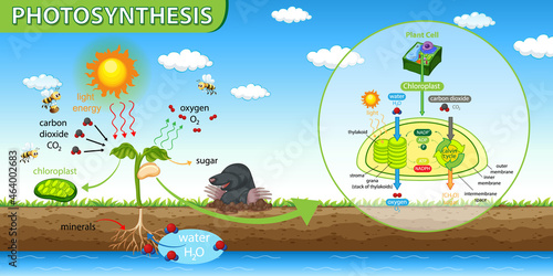 Diagram showing process of photosynthesis in plant