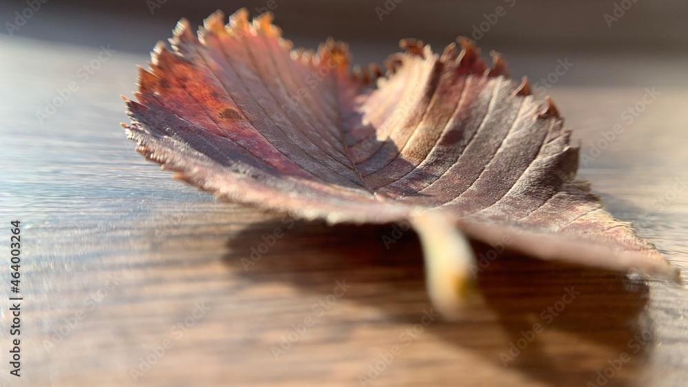 red autumn leaf red autumn leaf