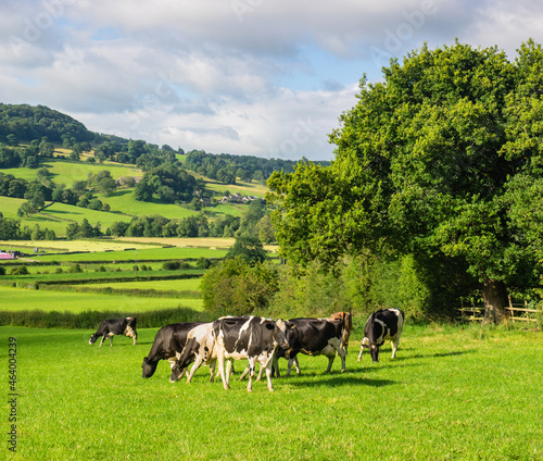 Grazing dairy herd in Derbyshire Peak District