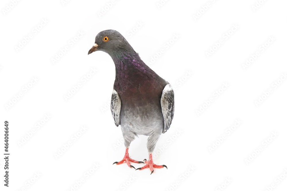 Naklejka premium rock dove isolated on white background